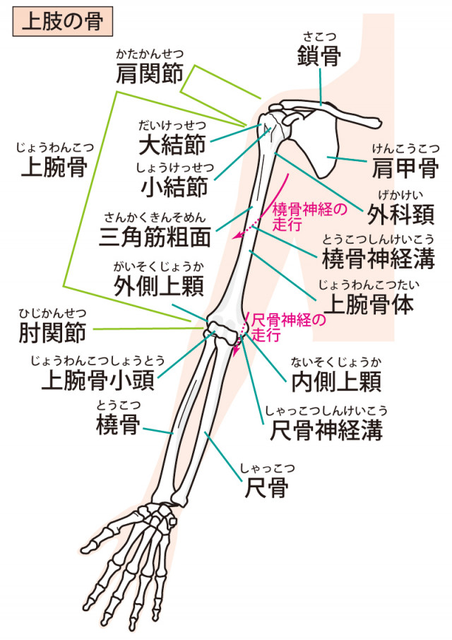 肘 イラスト