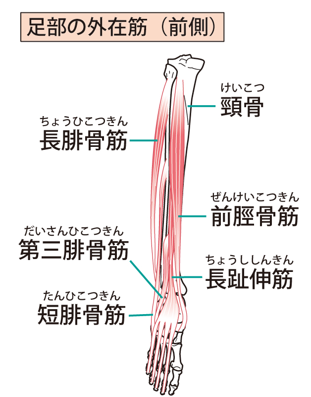 足のイラスト