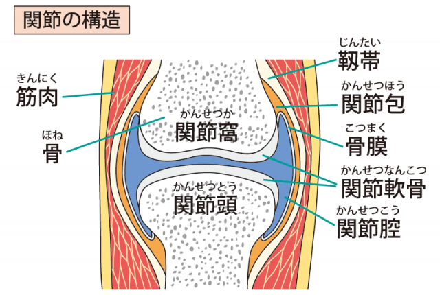 膝痛 新潟の整体 医師も推薦 藤見名倉堂鍼灸整骨院