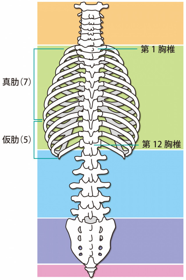 上肢のイラスト